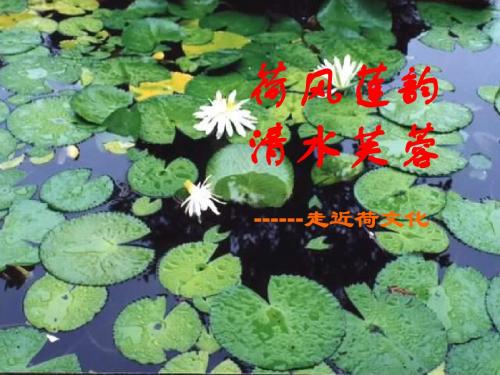 《荷》专题