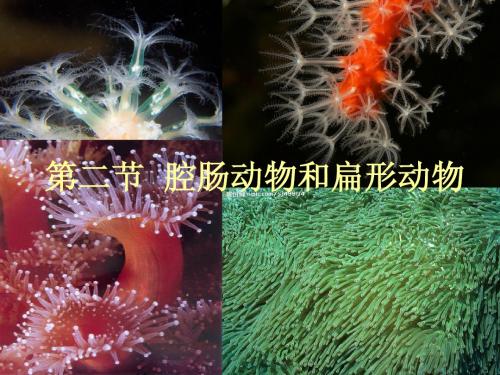 新冀少版七年级上生物第四章第二节腔肠动物和扁形动物