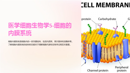 医学细胞生物学5-细胞的内膜系统