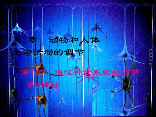 人教版必修3 通过神经系统的调节 第二课时  课件 (19张)