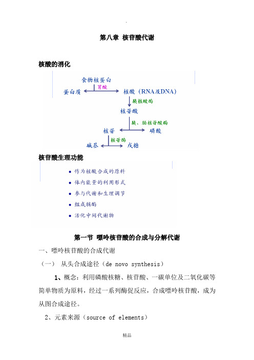 核苷酸代谢讲稿