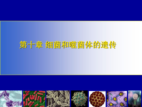 9 细菌与噬菌体的遗传重组分析