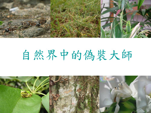 大自然的伪装者