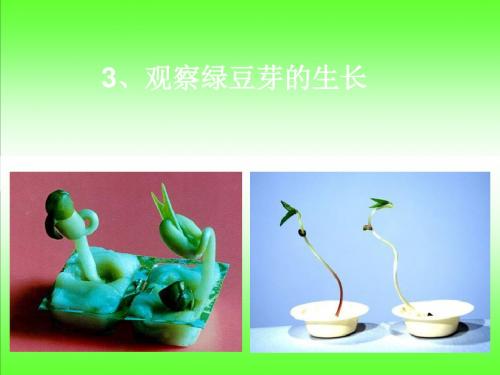观察绿豆芽的生长59582 23页PPT文档