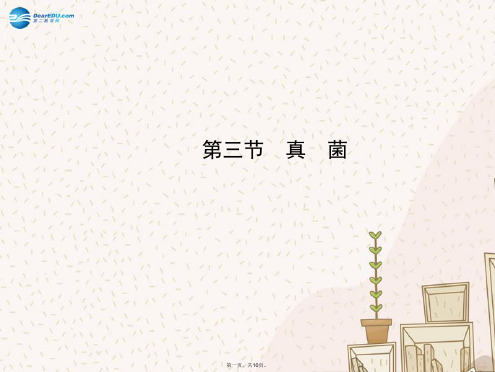 八年级生物上册 第五单元 第四章 第三节 真菌课件 (新版)新人教版
