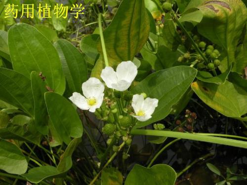 药用植物学第三次PPT