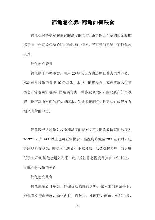 锦龟怎么养锦龟如何喂食