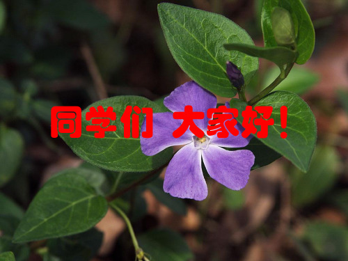 第四节   包装条款
