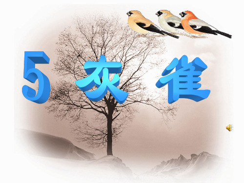 5、灰雀1