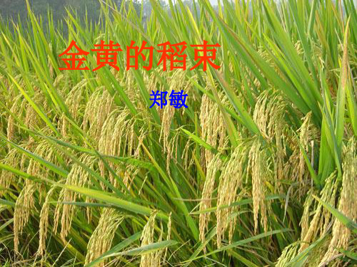 金黄的稻束.ppt