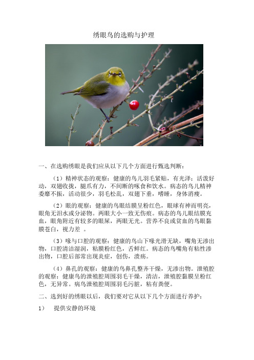 绣眼鸟的选购与护理