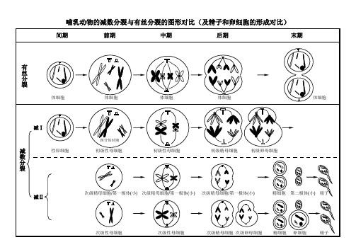 减数分裂与有丝分裂图形及曲线绘制(答案)