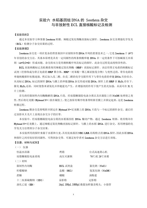 实验六 southern杂交ECL检测