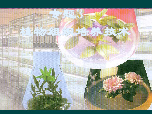 菊花组织培养