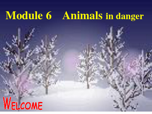 高中英语 Module 6《Animals in Danger》课件 外研版