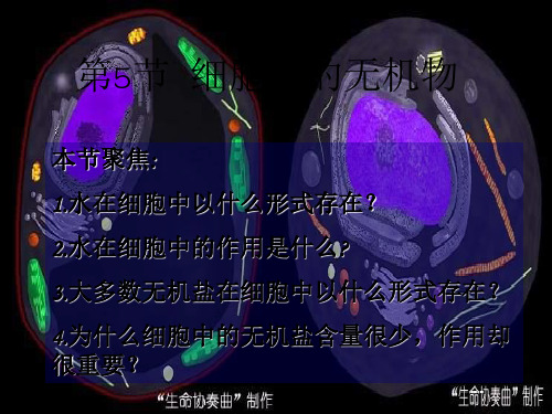 高中生物 2.5《水和无机盐》2课件 新人教版必修1