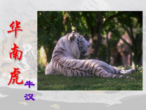 华南虎