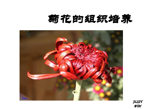 人教版高中生物选修一 课件植物的组织培养(共16张) (共16张PPT)