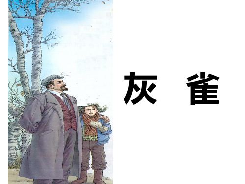 5灰雀.ppt灰雀