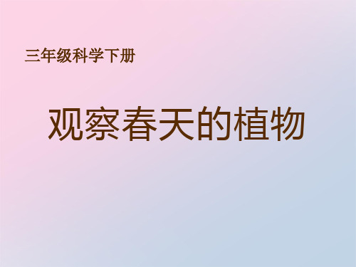 2021年《观察春天的植物》天气与植物PPT课件文档