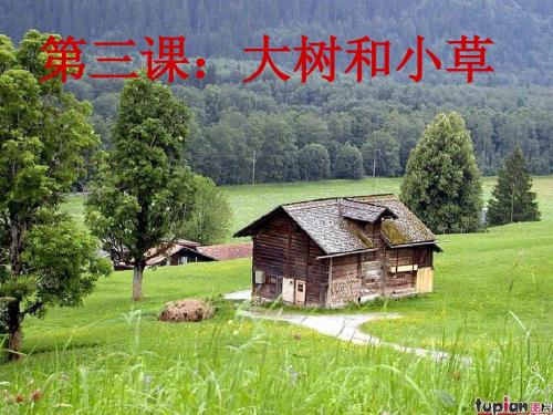 教科版小学科学三年级上册第一单元《大树和小草》课件