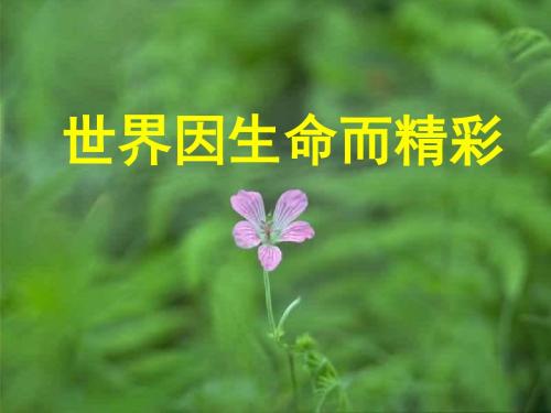 【初中政治】世界因生命而精彩ppt优秀课件25