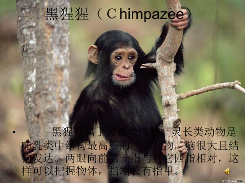 黑猩猩介绍