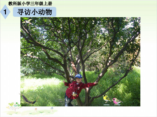 三年级上册科学-寻访小动物-教科版(共21张)-PPT课堂课件