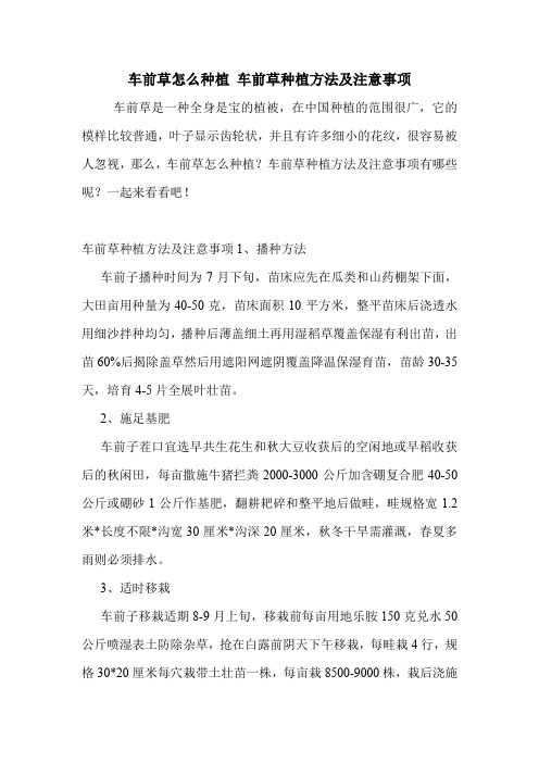 车前草怎么种植 车前草种植方法及注意事项.doc