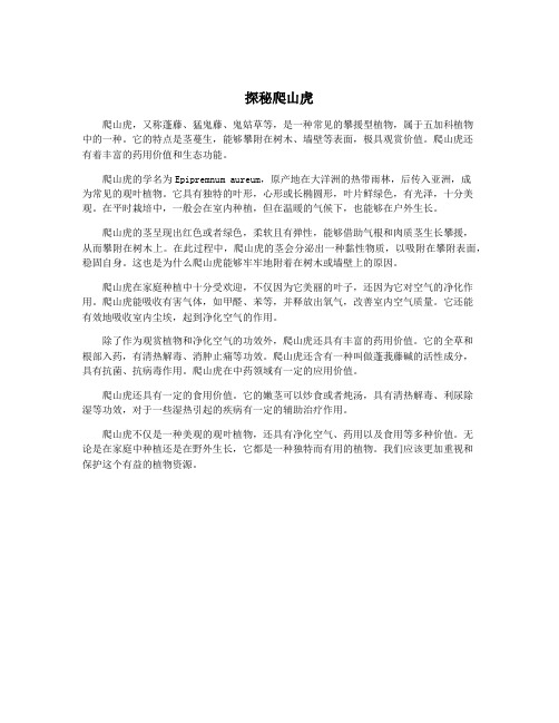 探秘爬山虎