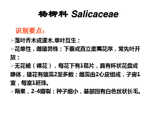 1 杨柳科