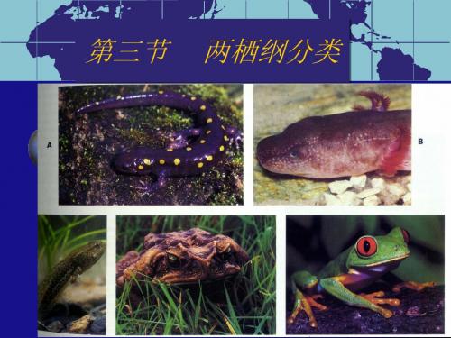 两栖纲分类
