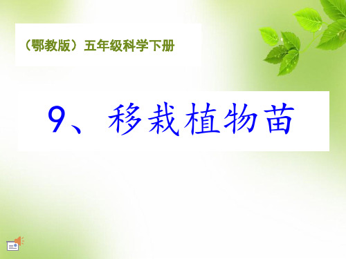 9《移栽植物苗》教学精品课件