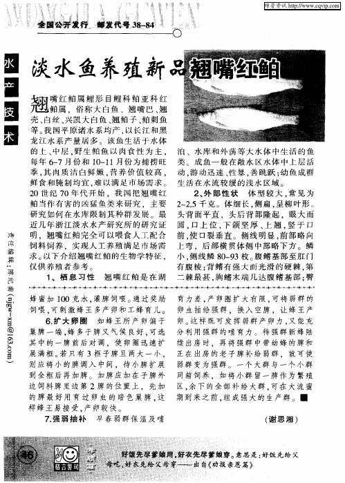 淡水鱼养殖新品翘嘴红鲌