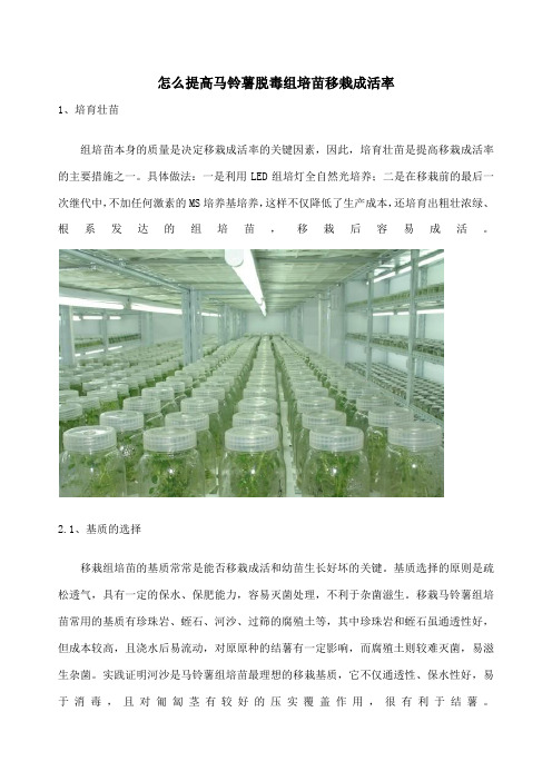 怎么提高马铃薯脱毒组培苗移栽成活率