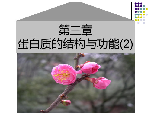 生物化学 第3章 蛋白质的结构与功能(2)