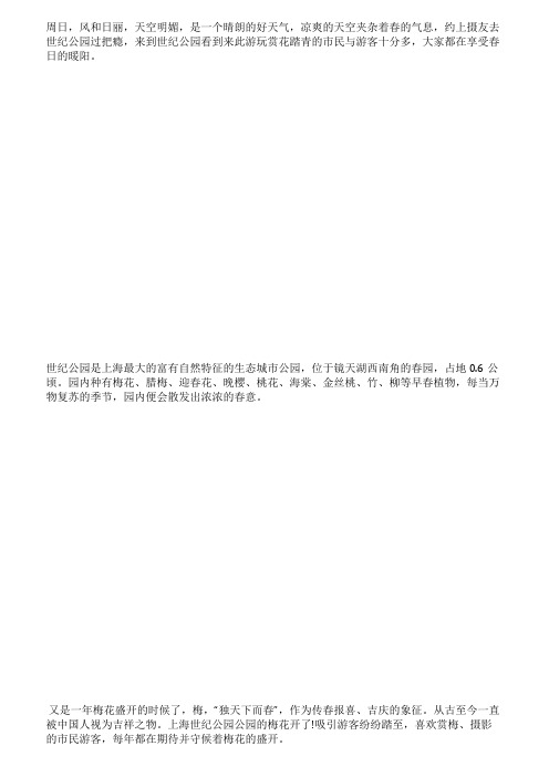 在世纪公园梅花丛中寻找最浪漫的拍摄