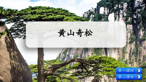 黄山奇松-PPT课件
