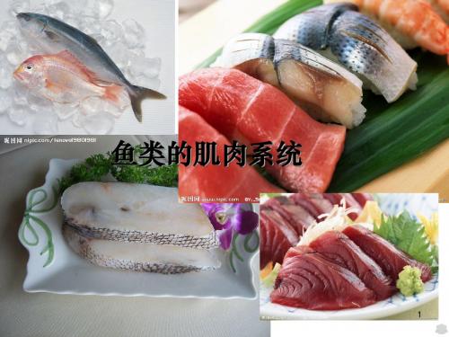 鱼类的肌肉与骨骼PPT课件