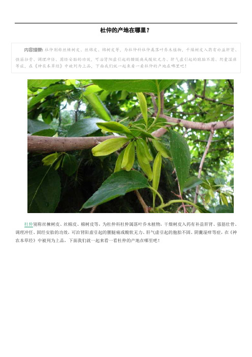 杜仲的产地在哪里