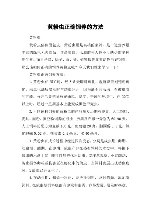 黄粉虫正确饲养的方法