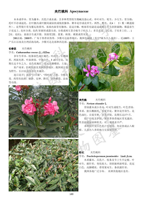 9_湖南科技大学校园植物图鉴