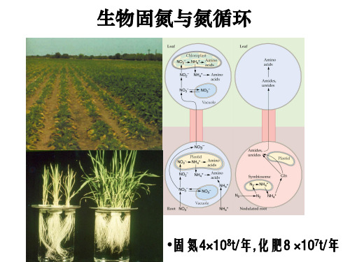 09 生物固氮