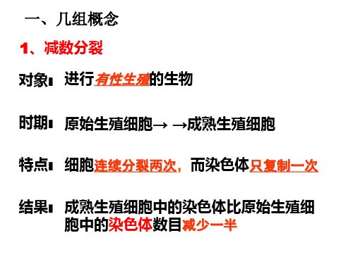 2014---减数分裂