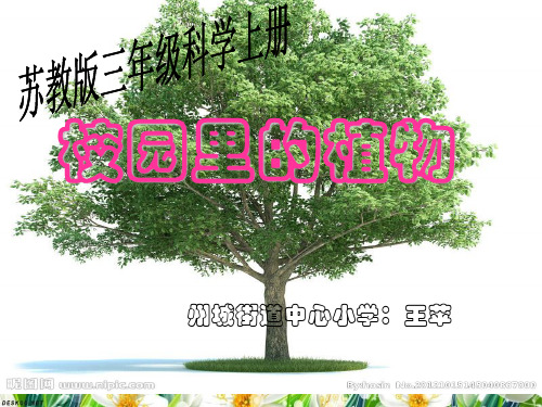 2-2校园里的植物
