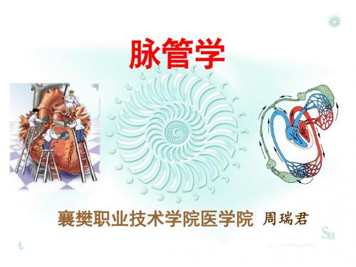 第11章心血管系统概述、心ppt课件