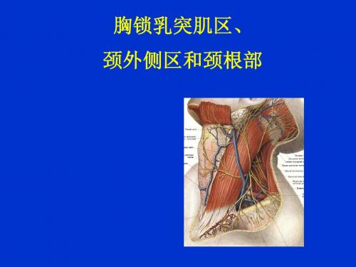 颈部解剖