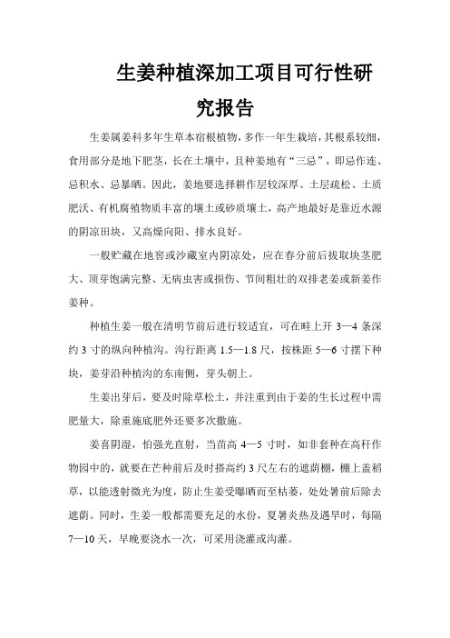 生姜种植深加工项目可行性研究报告