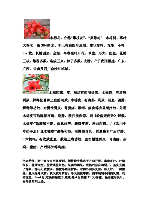 木棉花