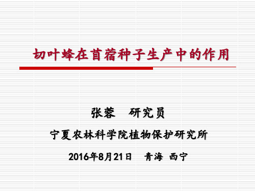 切叶蜂在苜蓿种子生产中的作用_张蓉